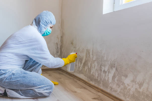 Licensed Black Mold Removal service in Niles, IL - WQB Mold Removal