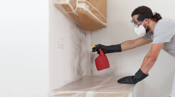 Professional Black Mold Removal technician working in Niles, IL