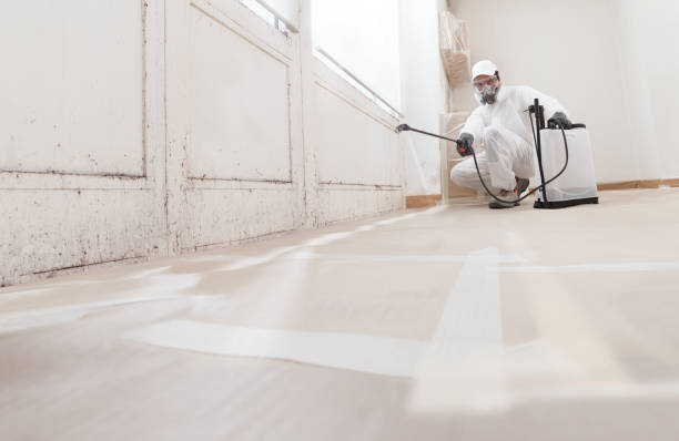 24/7 Emergency Black Mold Removal experts in Niles, IL