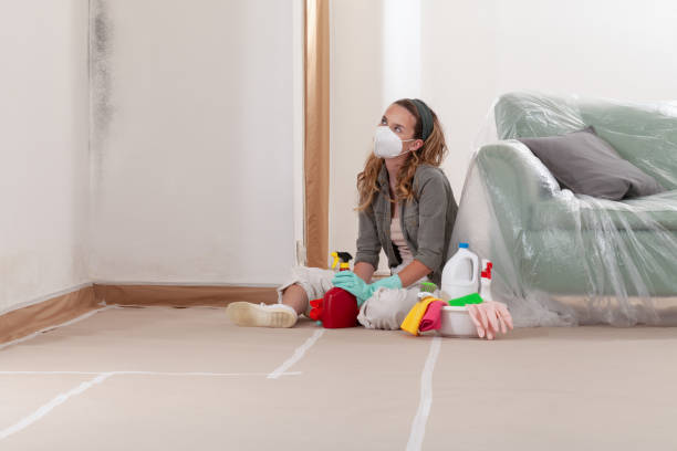 Reliable Black Mold Removal contractor in Niles, IL by WQB Mold Removal