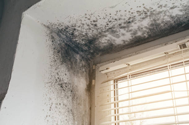 Affordable Black Mold Removal solutions in Niles, IL