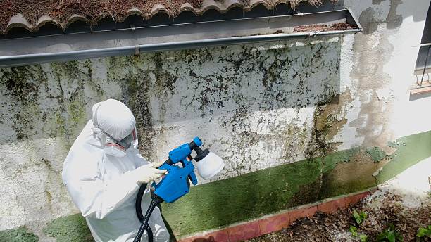 Top rated local Black Mold Removal specialists in Niles, IL